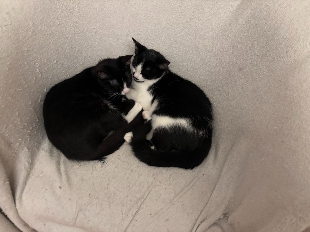 Belllini and Carl making a heart.