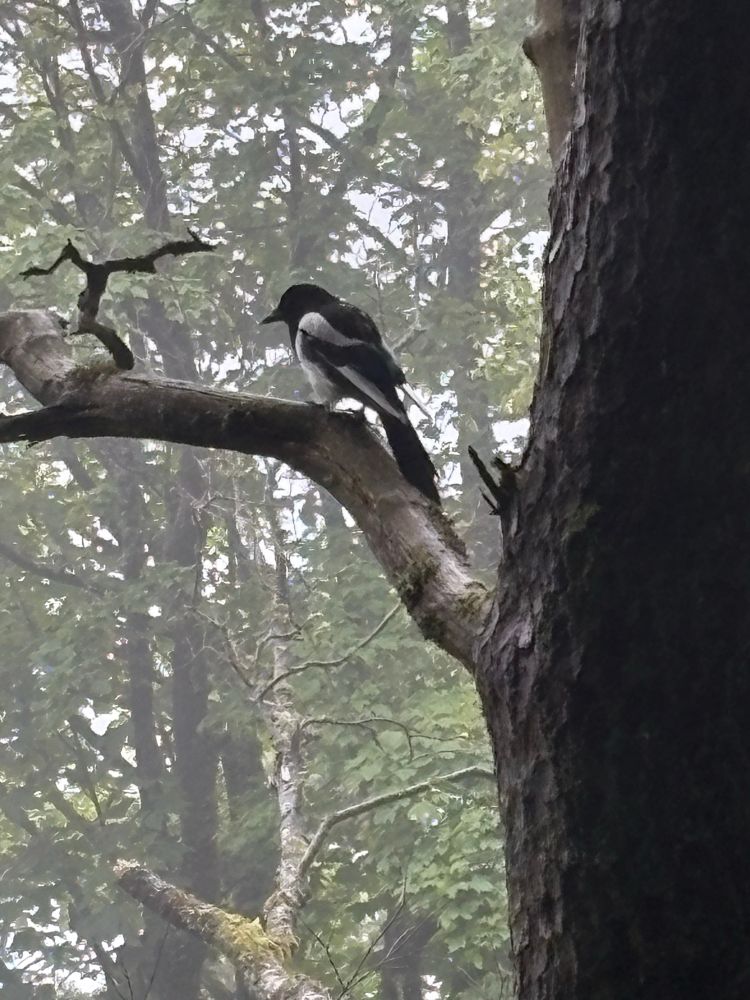 Magpie in Bergenhus, Norway