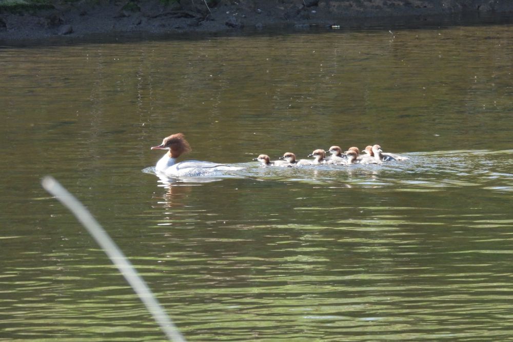 My 1st Goosander chicks of the year.