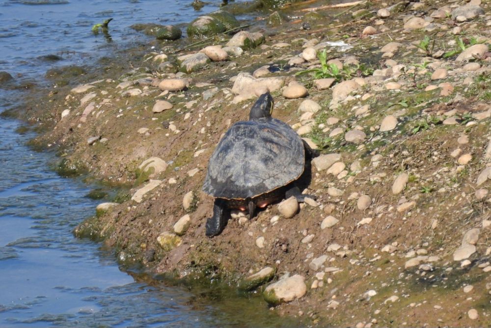 Long living Terry the Terrapin. 