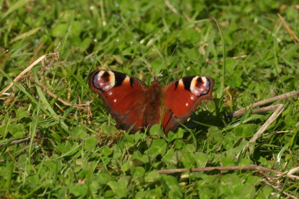 As well as Peacocks, lots of Orange-tip, Speckled Wood, Brimstone & Red Admiral on the wing.