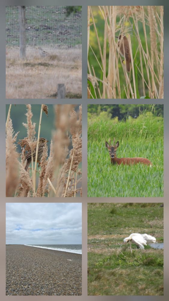 Stone-curlew, Great Reed Warbler, Roe Deer, Spoonbill, Cley, Corn Bunting. 