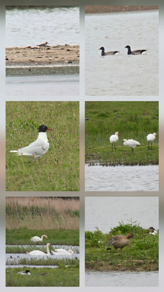 Curlew Sandpiper, Brent Goose, Spoonbill, Pink-footed Goose, Whooper Swan, Mediterranean Gull.