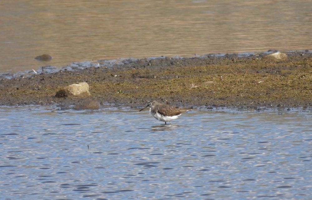 Green Sandpiper