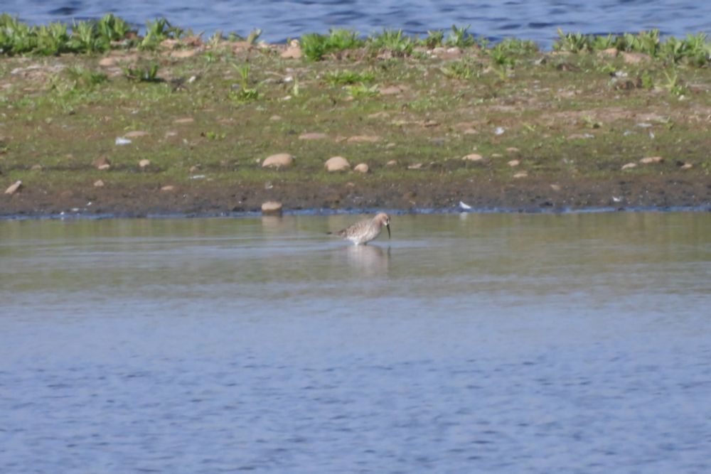 Curlew Sandpiper.