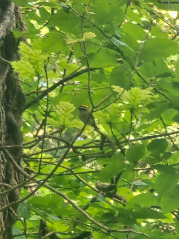 Firecrest 