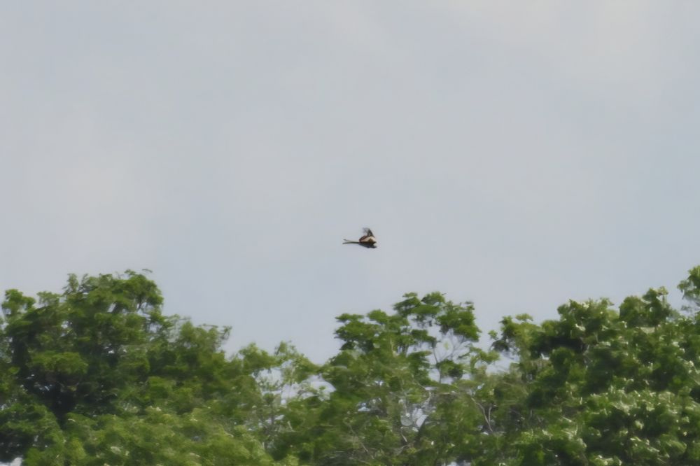 Red Kite
