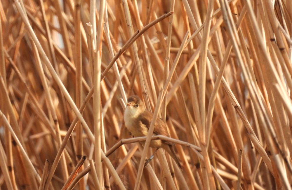 Reed Warbler
