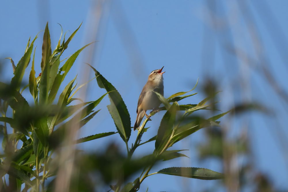 Plenty of singing Sedge Warbler this morning. 