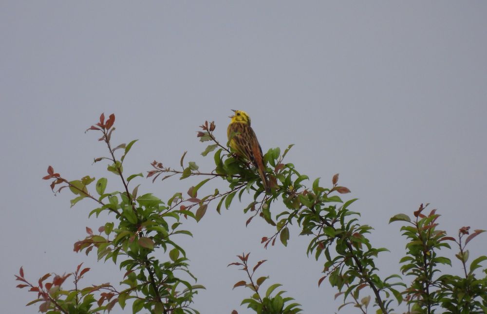 Yellowhammer