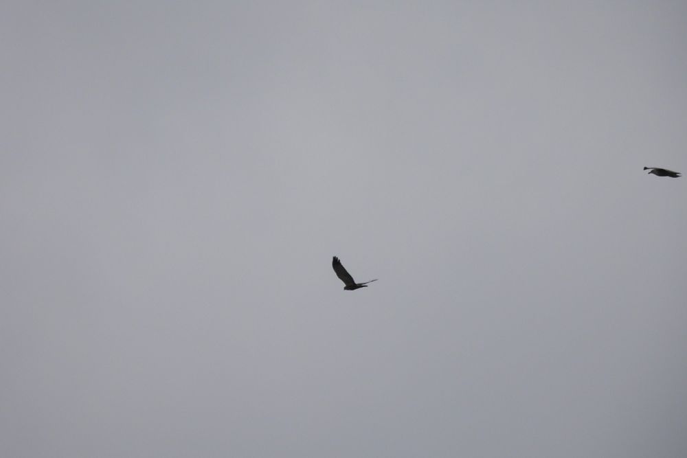 Marsh Harrier