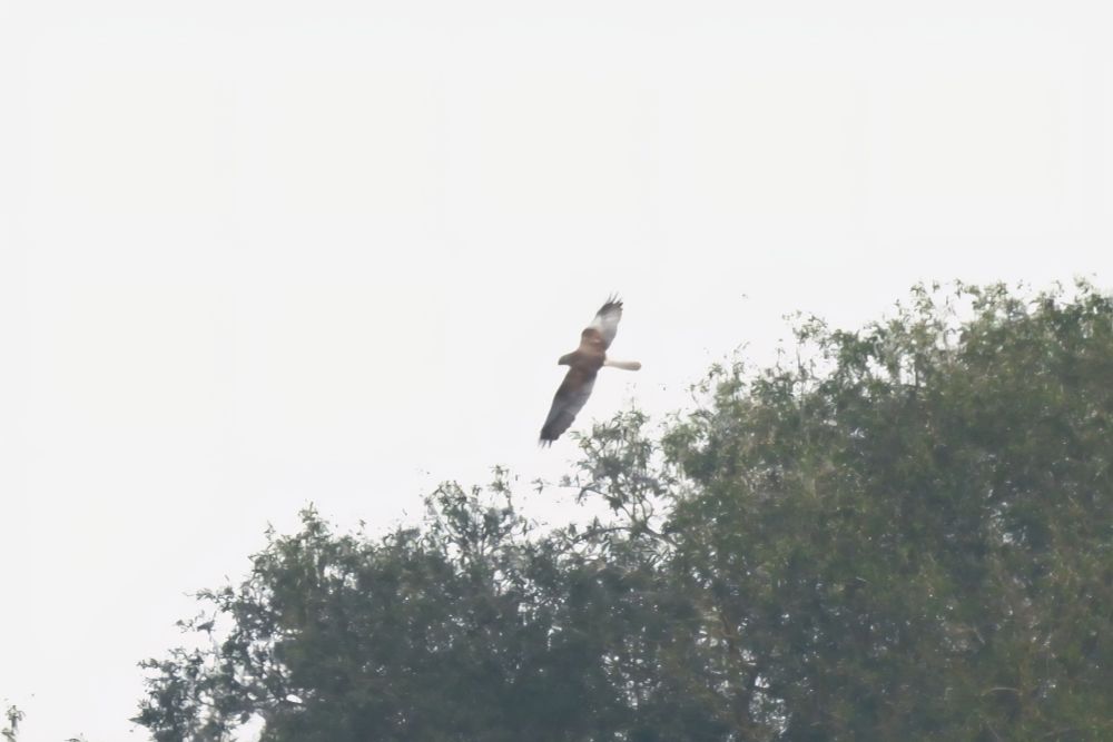 Marsh Harrier 