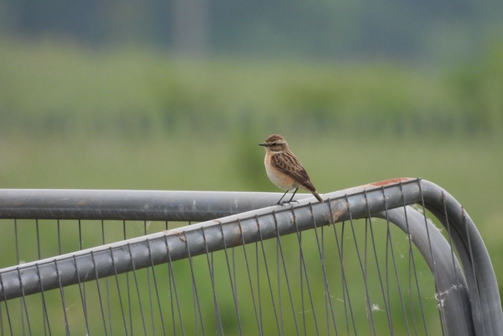 1st Whinchat of the year