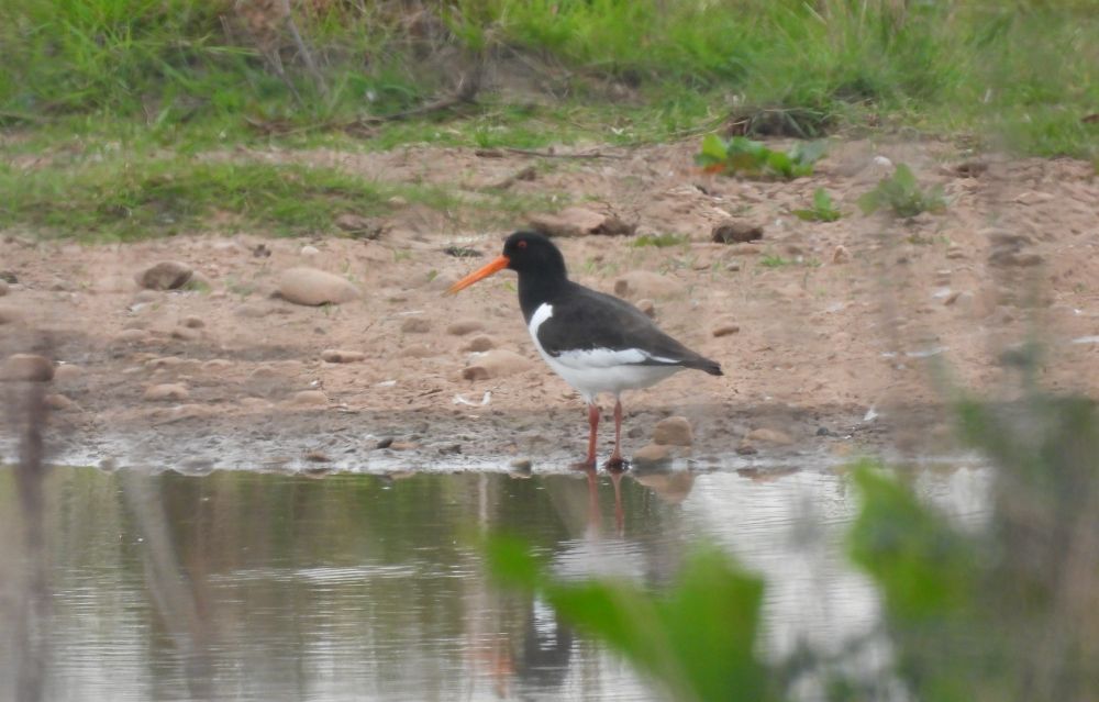 Possibly my 1st Oystercatcher for this site.