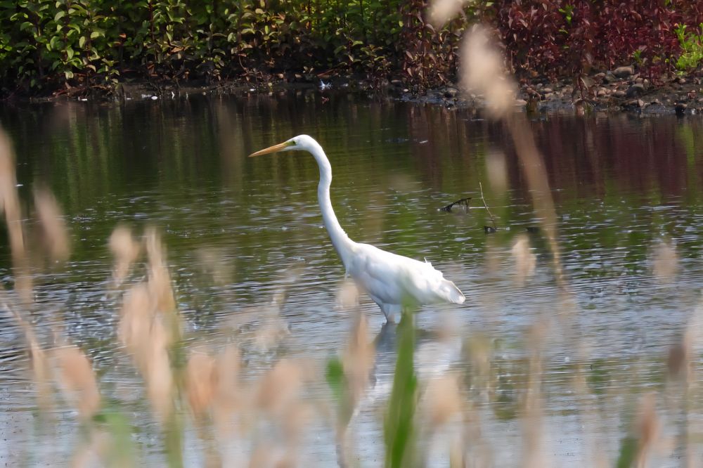 Great Egret (I still prefer the 'white' in the middle)