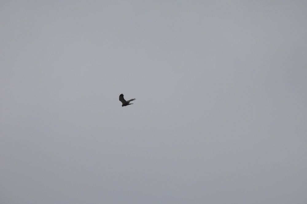 Marsh Harrier