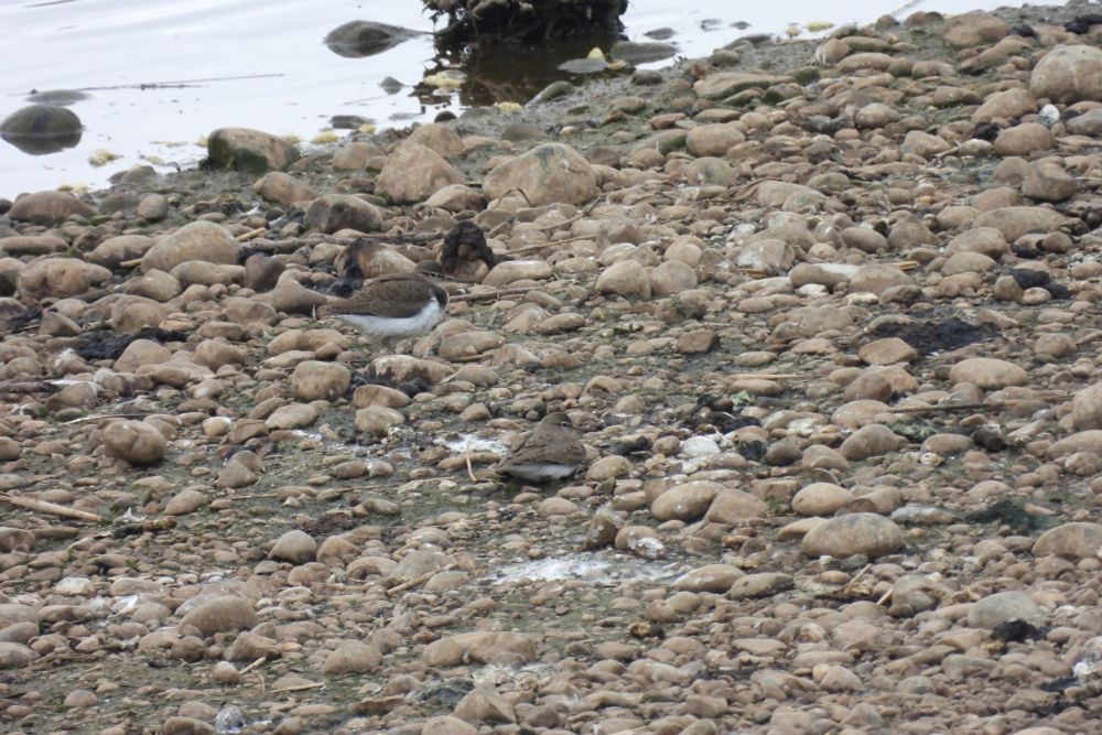Common Sandpiper