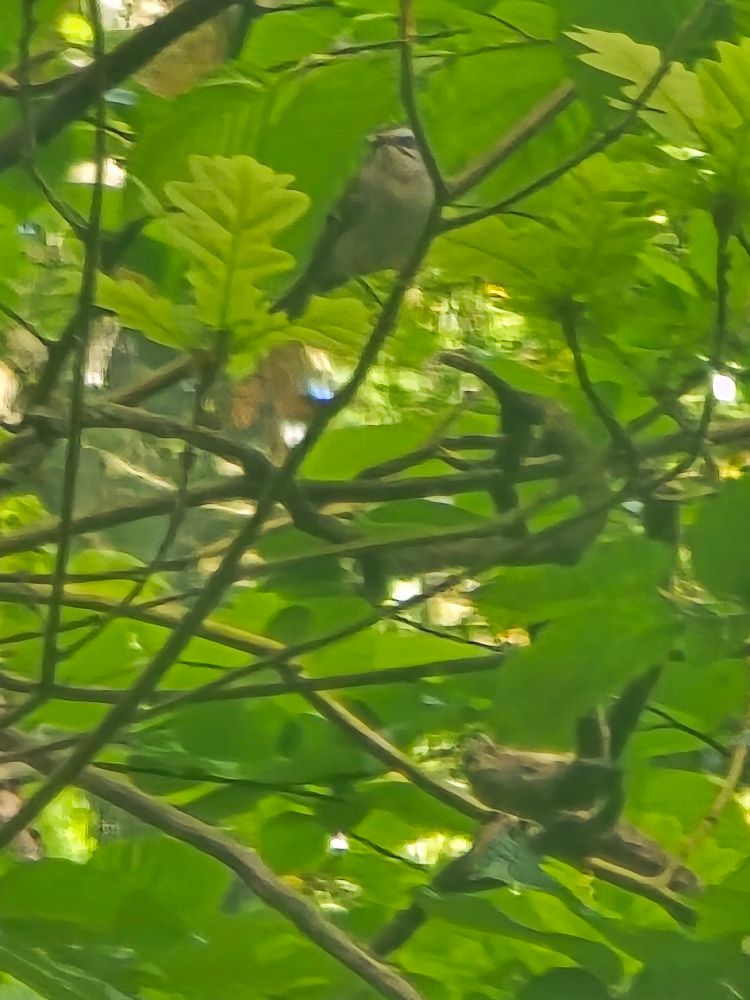 Firecrest 