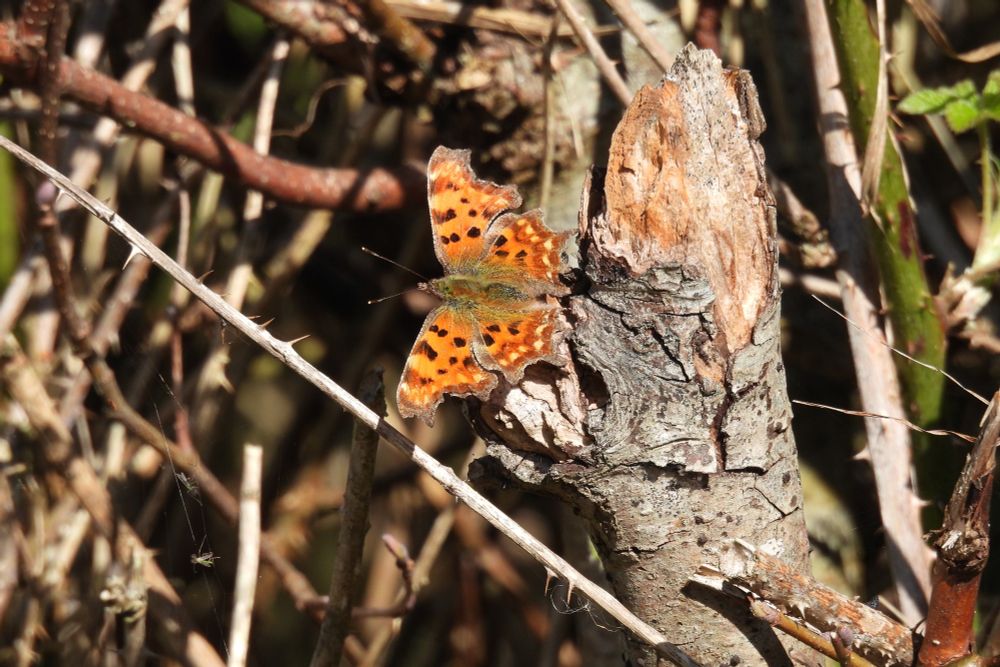 Comma