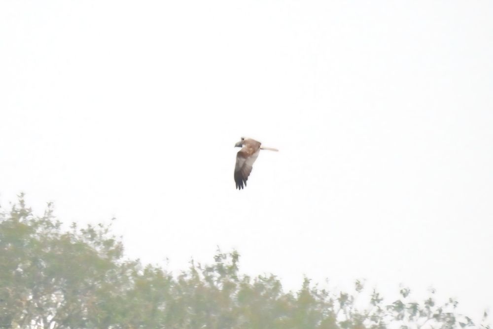 Marsh Harrier flew through north.