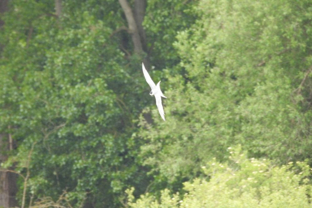 Common Tern on patch.