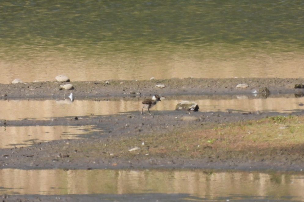My 1st Lapwing chicks of the year, 4 in total.