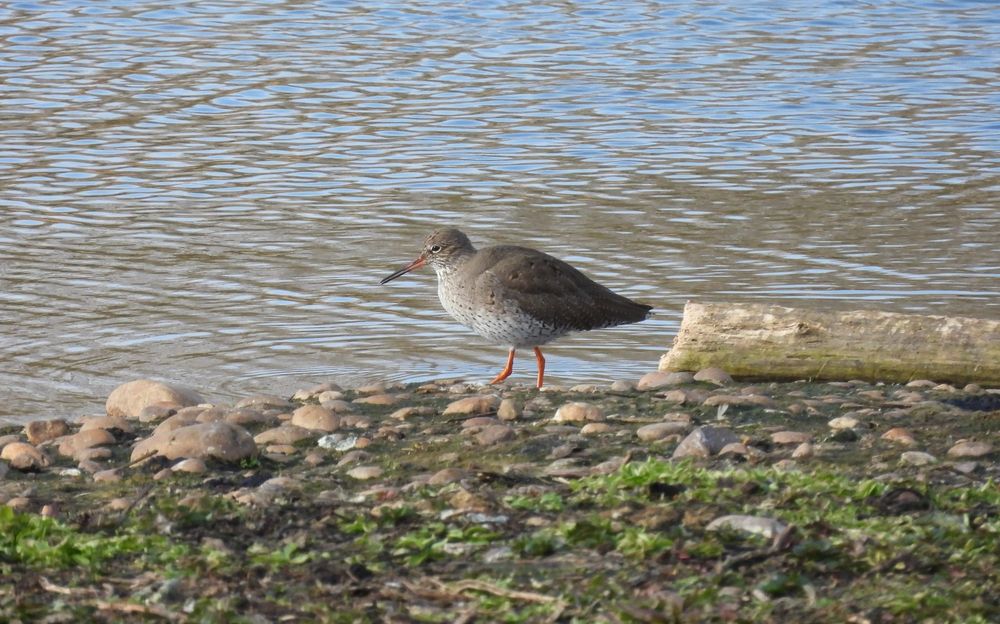 One of a pair of Redshank