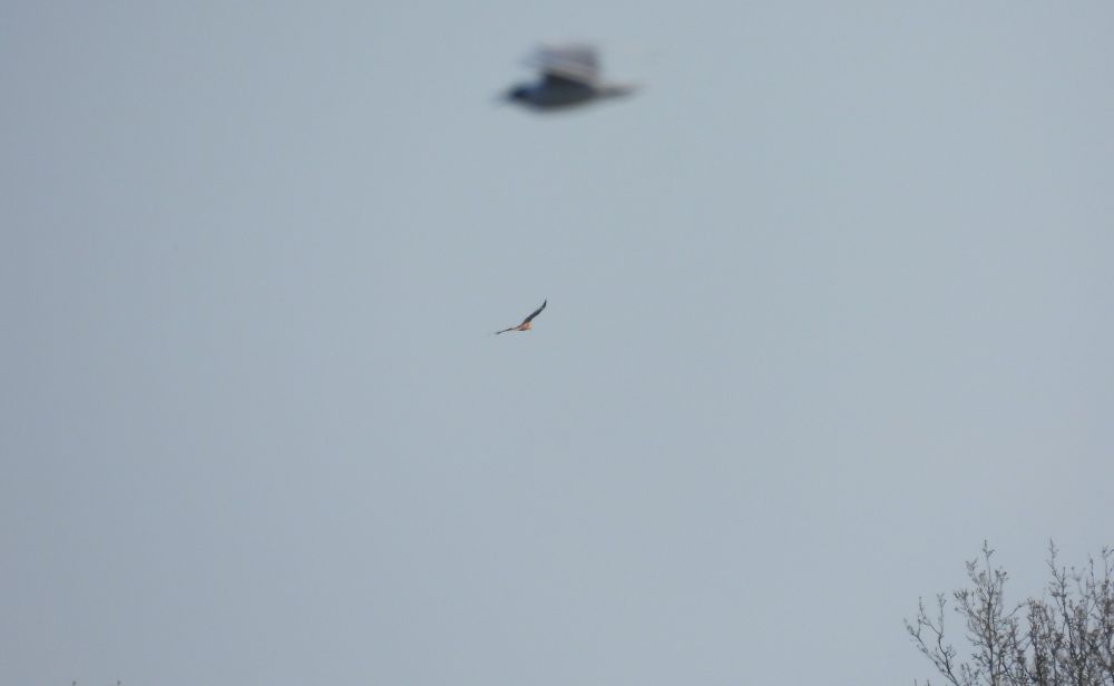 Distant Red Kite
