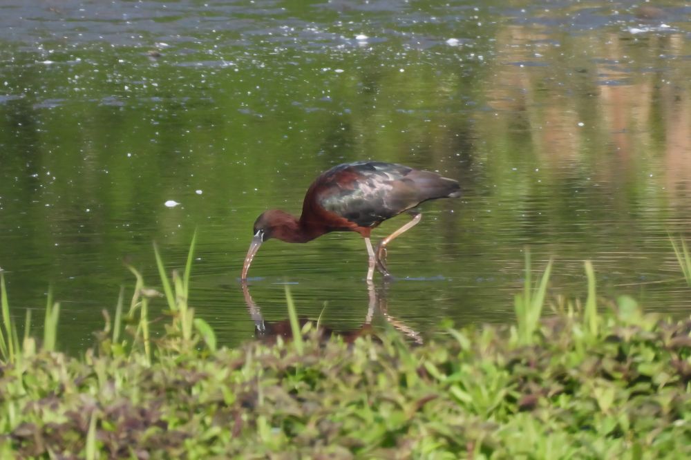 Glossy Ibis, now present for nearly one week.