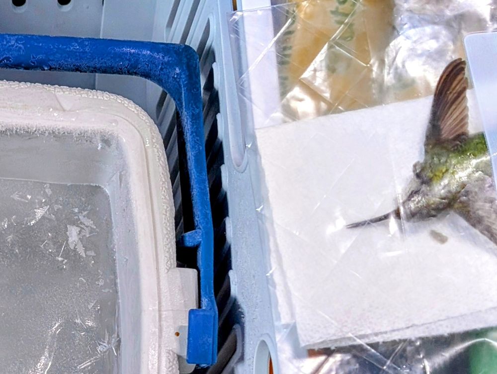 a freezer containing a cooler full of ice and also a dead hummingbird in a zip lock bag
