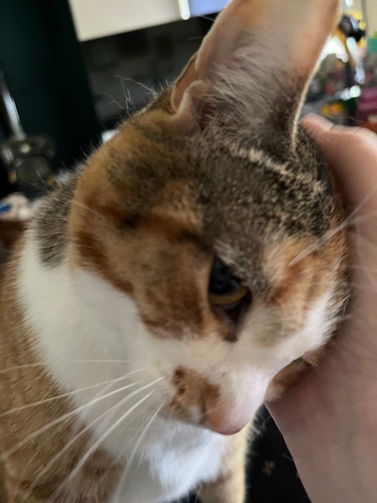Photo of a cat right up close to the camera. She is black and grey and orange and stripey and has white patches and she is very cute.