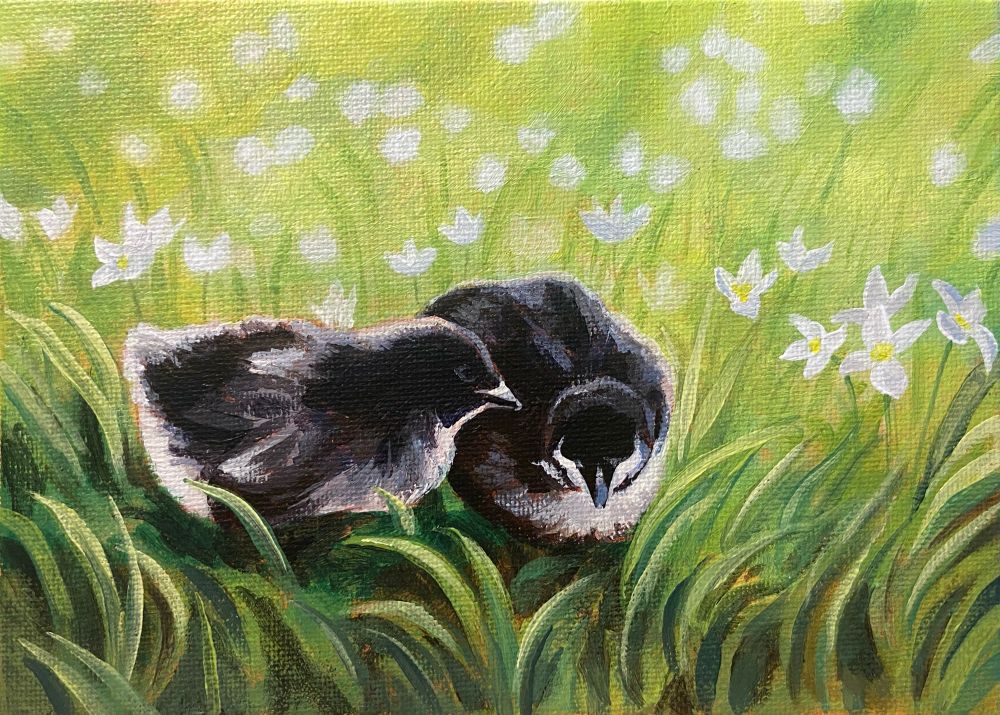 A realistic acrylic painting of two black-and-white chicks sitting in some grass, with white bluet flowers in the mid ground and background. The painting is very light and green.