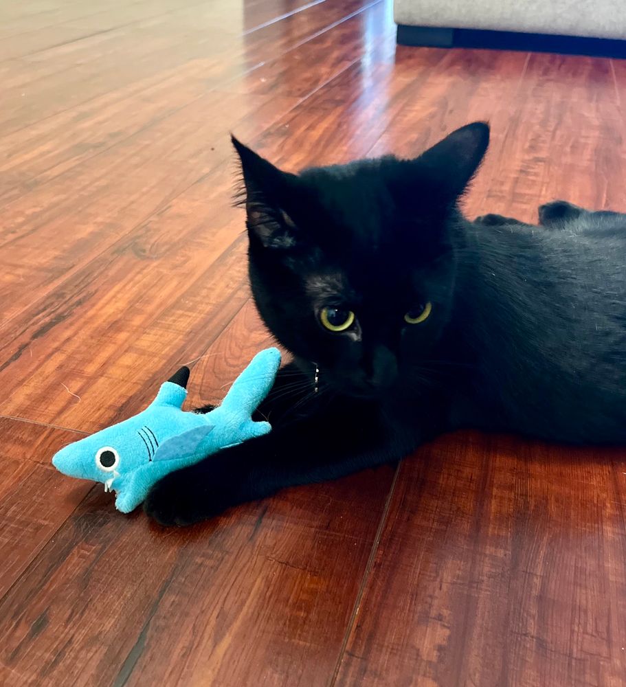 A cute black cat holds a blue shark toy. Her eyes are big and her ears gesture that she is ready for action