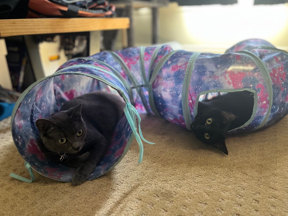 A grey kitten rests in one side or a purple and pink cat tunnel while a black kitten peeks out of a different tunnel opening 
