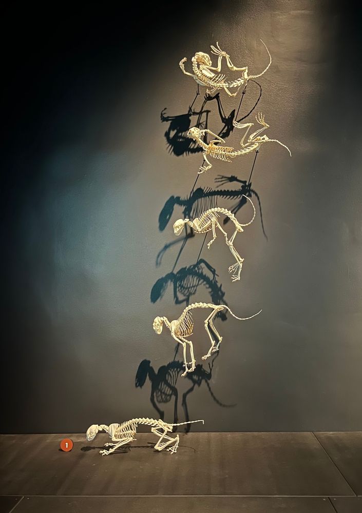 A series a house cat skeletons showing how cats twist in the air to land on their feet