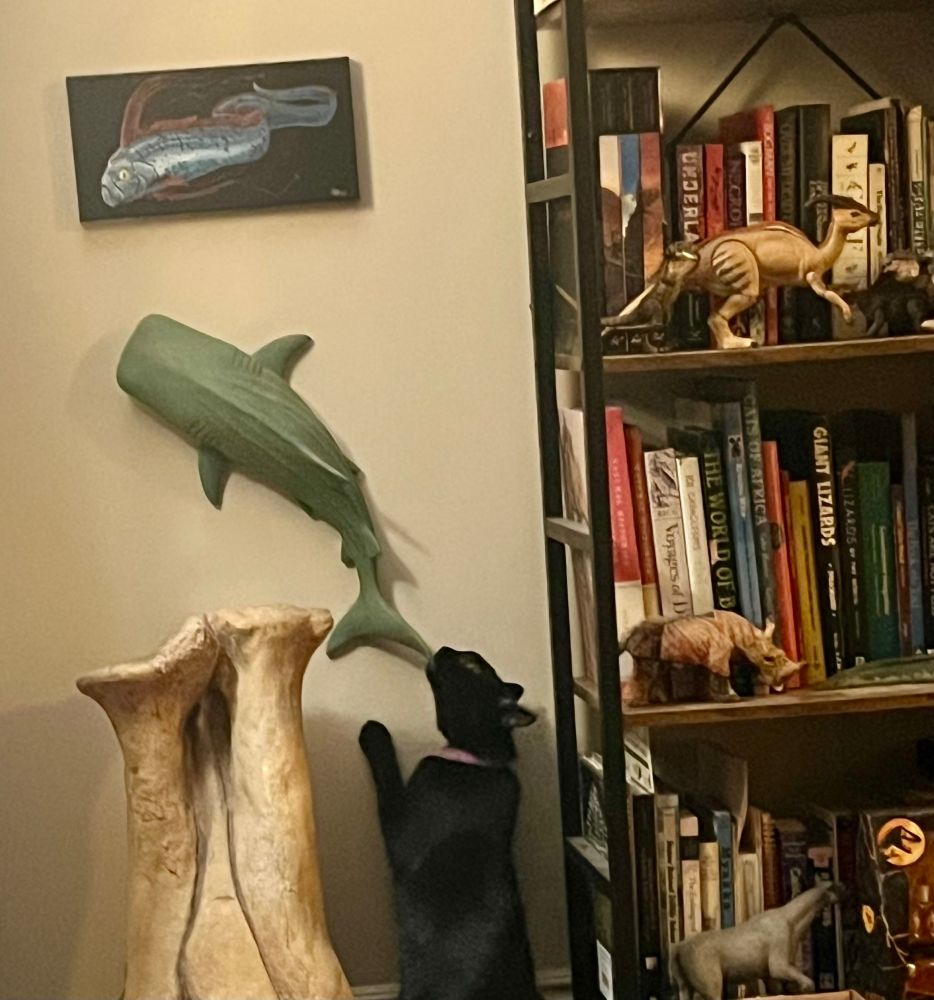 A cute black cat stands up behind a skeletal T. rex foot and chews in a wooden whale shark which has been hung on a wall next to a bookshelf