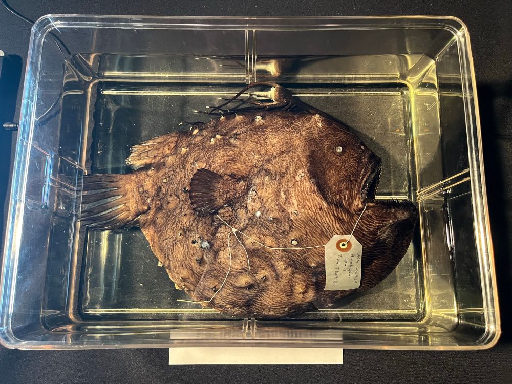 A preserved angler fish