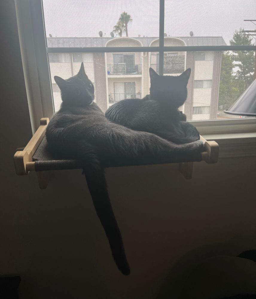 A grey and a black cat rest together on a window perch 