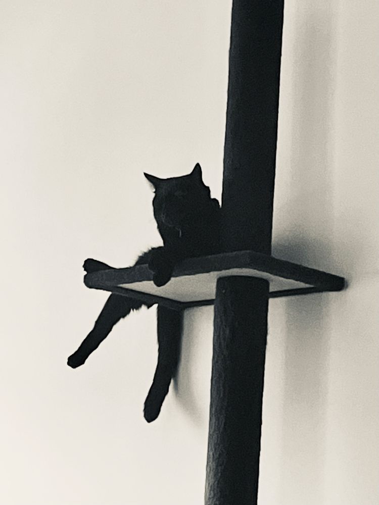 A black cat lounges on a tall cat tree platform against a white wall
