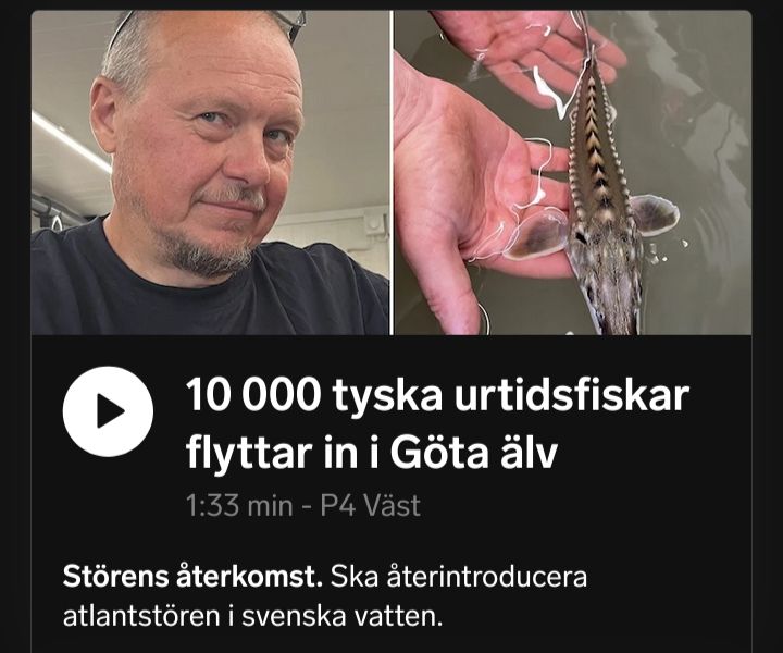 Skärmklipp av nyhet från SR Ekots hemsida. Bildsättning: Bild på person, bild på händer som släpper ner en liten stör i vattnet. Text: 10 000 tyska urtidsfiskar flyttar in i Göta älv

1:33 min - P4 Väst

Störens återkomst. Ska återintroducera atlantstören i svenska vatten.