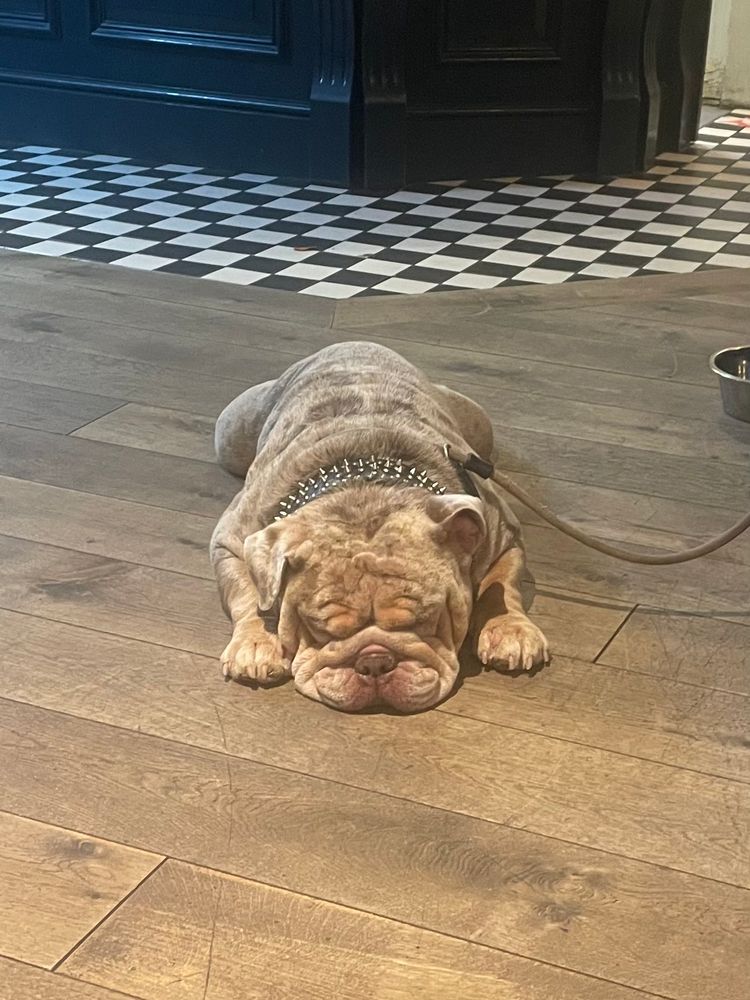 Winston the bulldog having a snooze earlier!