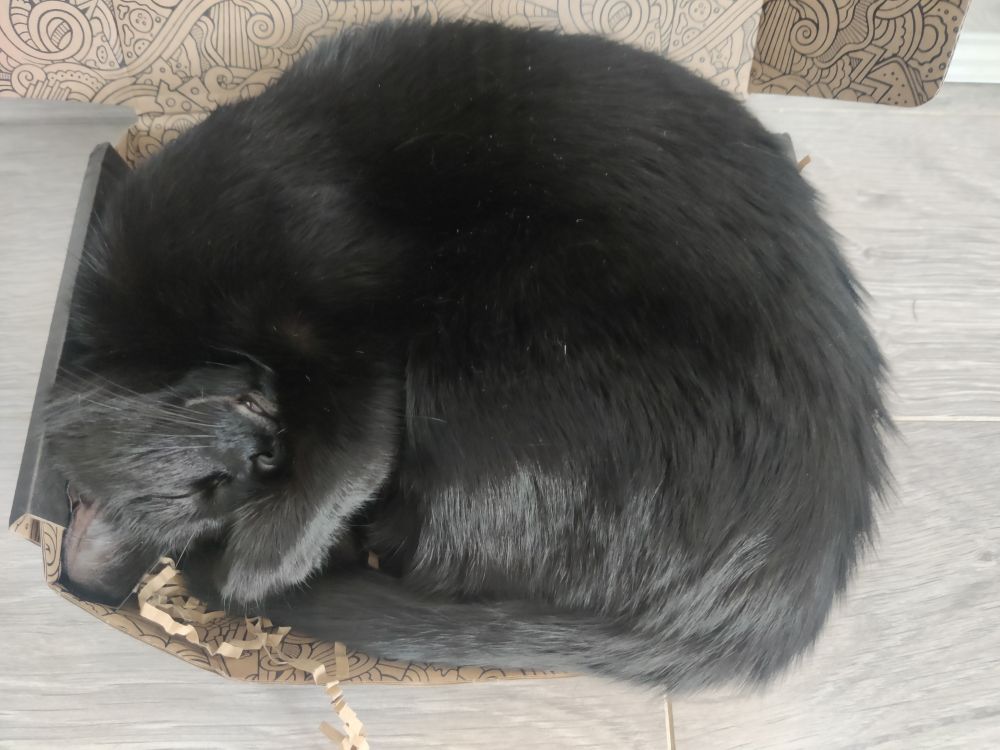 A small black cat scrunched into a tiny box with a paw over half her face. Fast asleep. 