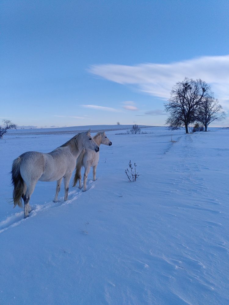 An der linken Seite des Bildes zwei weiße Pferde. Sie stehen in einer weißen, schneebedeckten Landschaft und schauen in die Ferne. Im Hintergrund blauer Himmel mit dünenn Wolken und zwei Bäume ohne Blätter.