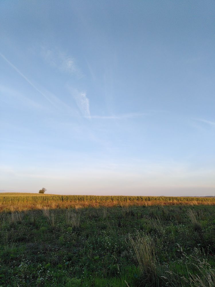 Ein kleiner Baum auf einem Hügel. Von der Sonne beleuchtet. Im Vordergrund ein Feld mit verschiedenem Grün, im Schatten. Die oberen 2/3 des Bildes sind blauer Himmel mit Schleierwolken.