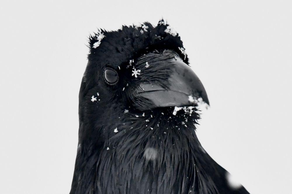 Raven with visible snowflake