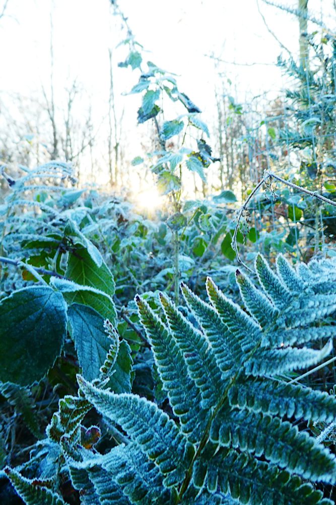 Farn und andere Pflanzen mit Rauhreif