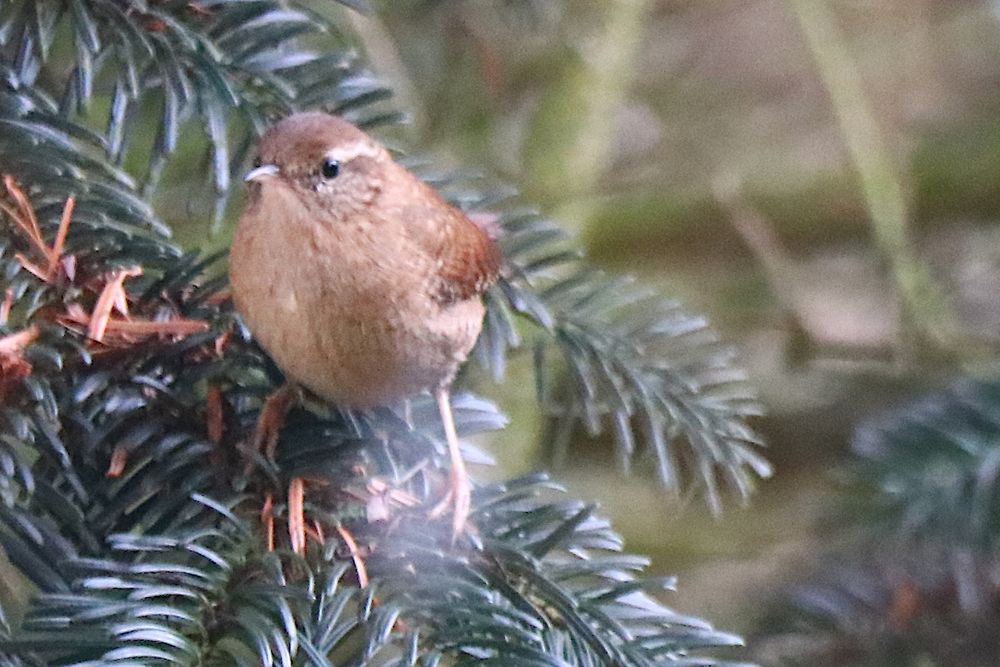 Zaunkönig im Nadelbaum