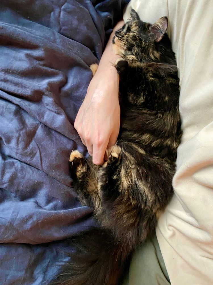 Katt type kosete. Her småsovende i armkrok.