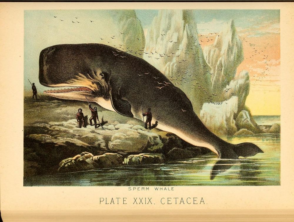 Historic book plate showing beached sperm whale on seashore with human figures holding harpoons; ice pinnacles in background; flocks of birds. From Johnson's Household Book of Nature 1880
