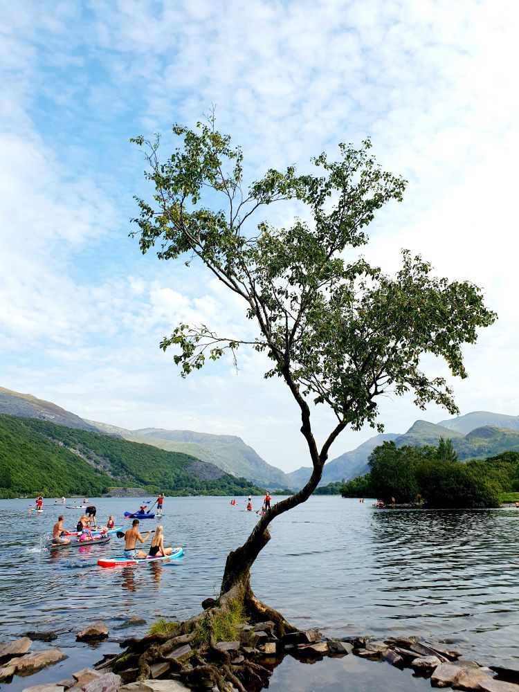 Tree in front of lake and mountains, with lots of people on the water. 